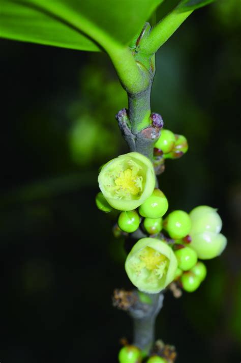 福木開花|福木開花結果實, 就像柑桔.